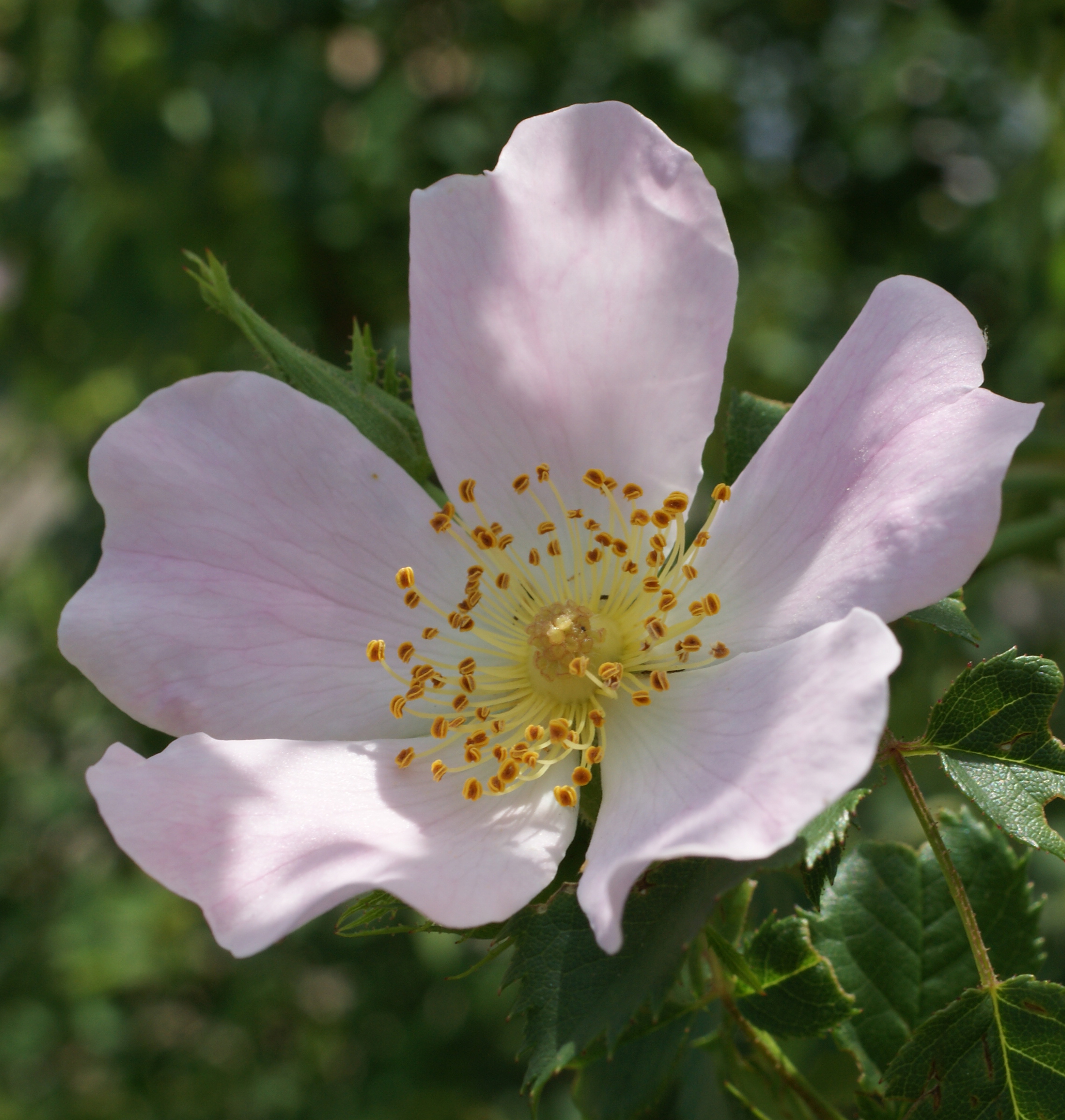 跡見群芳譜(外来植物譜 ロサ・カニナ) 跡見群芳譜(外来植物譜 ロサ・カニナ)